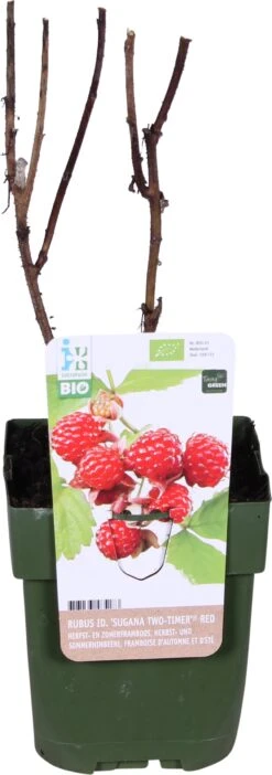 Biologische Herfst- En Zomerframboos (Rubus Idaeus Twotimer 'Sugana-s-* Red') D 13 H 40 Cm