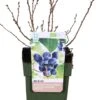 Biologische Blauwe Bes (Vaccinium Corymbosum 'Little Blue Wonder®') D 13 H 40 Cm