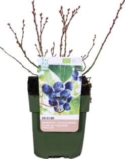 Biologische Blauwe Bes (Vaccinium Corymbosum 'Little Blue Wonder®') D 13 H 40 Cm