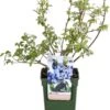 Biologische Blauwe Bes (Vaccinium Corymbosum 'Brigitta Blue') D 19 H 60 Cm