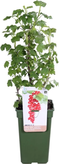 Biologische Rode Bes (Ribes Rubrum 'Lisette®') D 19 H 60 Cm