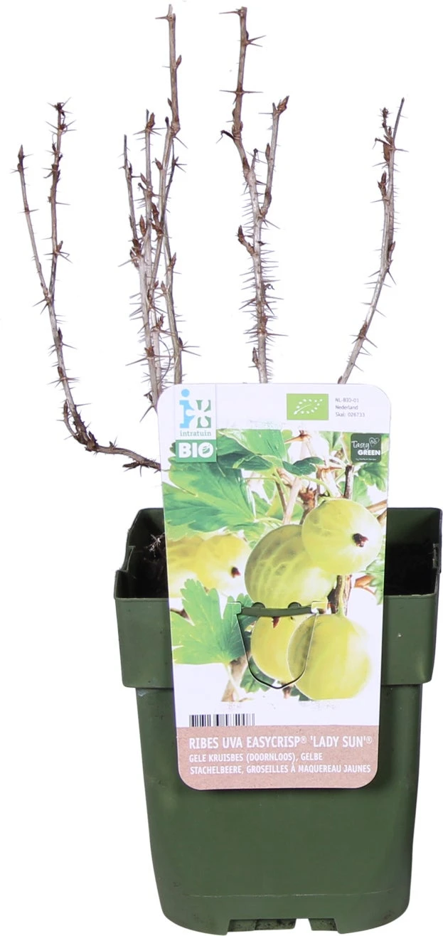 Biologische Rode Kruisbes (Ribes Uva 'Lady Late®') D 19 H 60 Cm 1 Biologische Rode Kruisbes (Ribes Uva 'Lady Late®') D 19 H 60 Cm