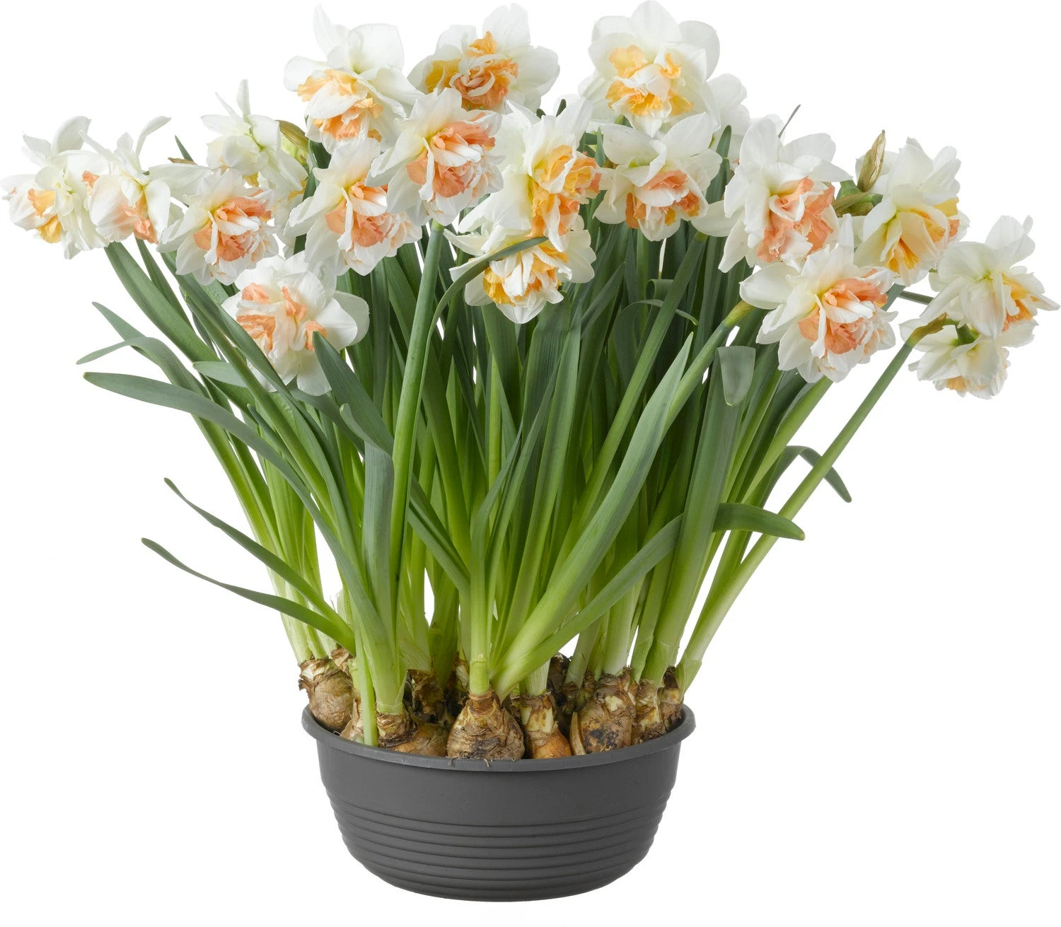 Narcis In Schaal (Narcissus) D 27 H 25 Cm 1 Narcis In Schaal (Narcissus) D 27 H 25 Cm