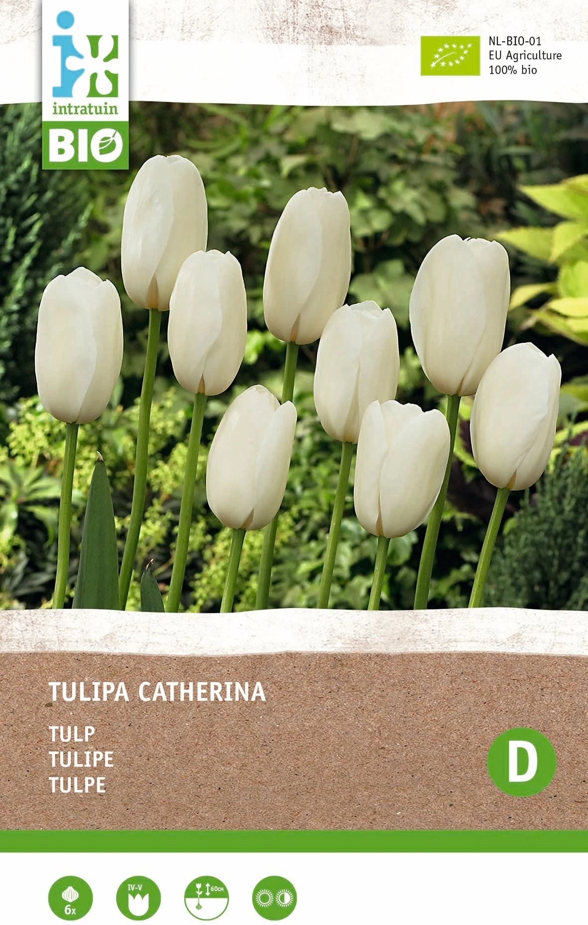 Intratuin Biologische Bloembollen Tulp (Tulipa 'Catherina') 6 Stuks 3 Intratuin Biologische Bloembollen Tulp (Tulipa 'Catherina') 6 Stuks - Afbeelding 3