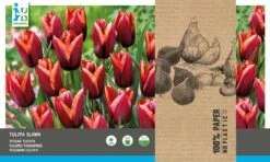 Intratuin Bloembollen Tulp (Tulipa 'Slawa') 20 Stuks