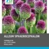Intratuin Bloembollen Kogellook (Allium Sphaerocephalon) 100 Stuks