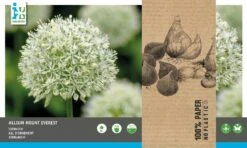 Intratuin Bloembollen Sierui (Allium 'Mount Everest') 3 Stuks -Mooi Moestuin 8717263786979 2