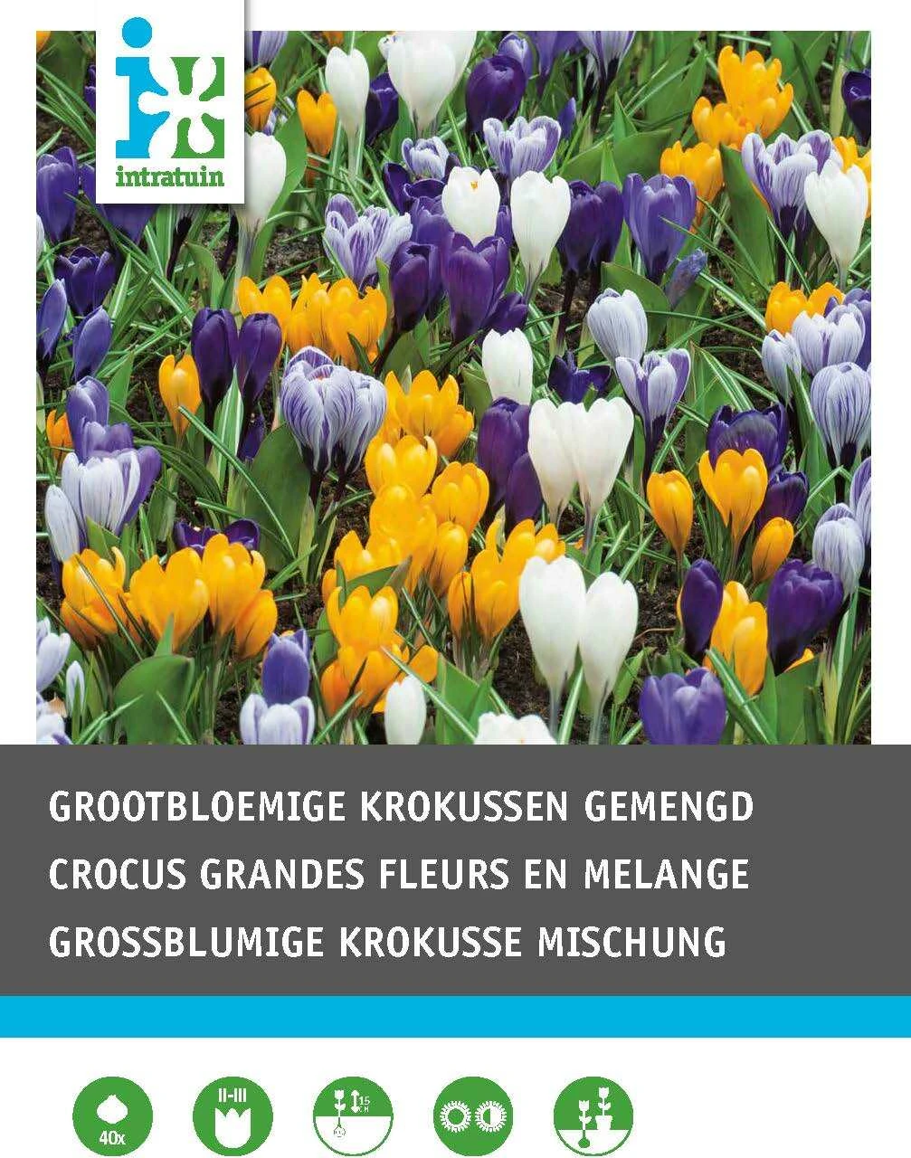 Intratuin Bloembollen Krokus (Crocus Grandiflora) Gemengd 40 Stuks 2 Intratuin Bloembollen Krokus (Crocus Grandiflora) Gemengd 40 Stuks - Afbeelding 2