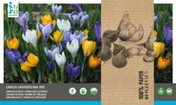 Intratuin Bloembollen Krokus (Crocus Grandiflora) Gemengd 40 Stuks 5 Intratuin Bloembollen Krokus (Crocus Grandiflora) Gemengd 40 Stuks -Mooi Moestuin 8717263786986 2
