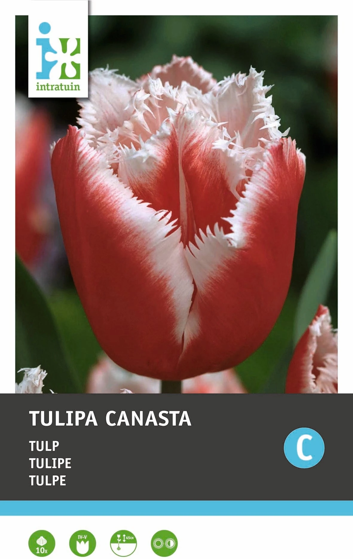 Intratuin Bloembollen Tulp (Tulipa 'Canasta') 10 Stuks 1 Intratuin Bloembollen Tulp (Tulipa 'Canasta') 10 Stuks