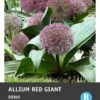 Intratuin Bloembollen Sierui (Allium 'Red Giant') 6 Stuks