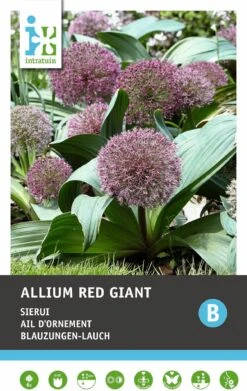 Intratuin Bloembollen Sierui (Allium 'Red Giant') 6 Stuks