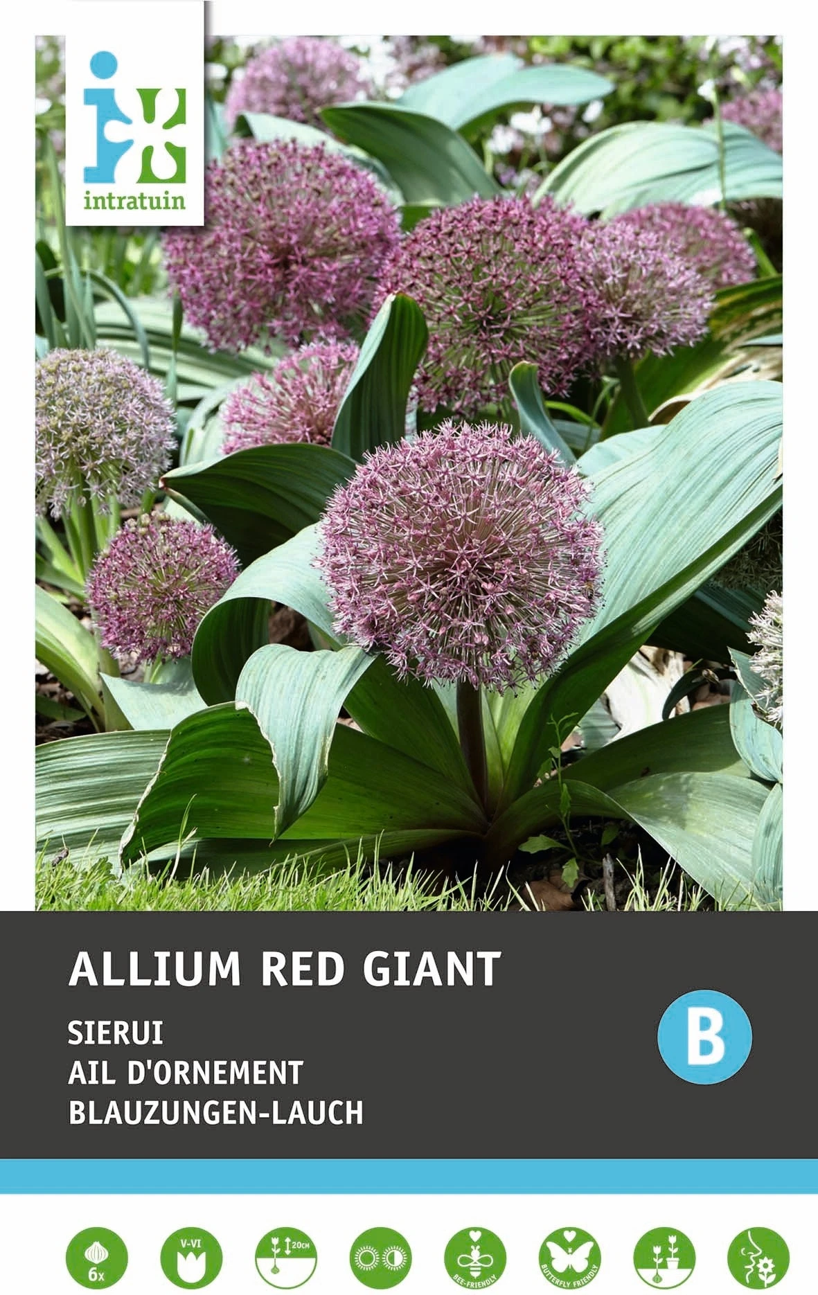 Intratuin Bloembollen Sierui (Allium 'Red Giant') 6 Stuks 1 Intratuin Bloembollen Sierui (Allium 'Red Giant') 6 Stuks
