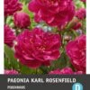 Intratuin Pioenroos Knol (Paeonia 'Karl Rosenfeld')