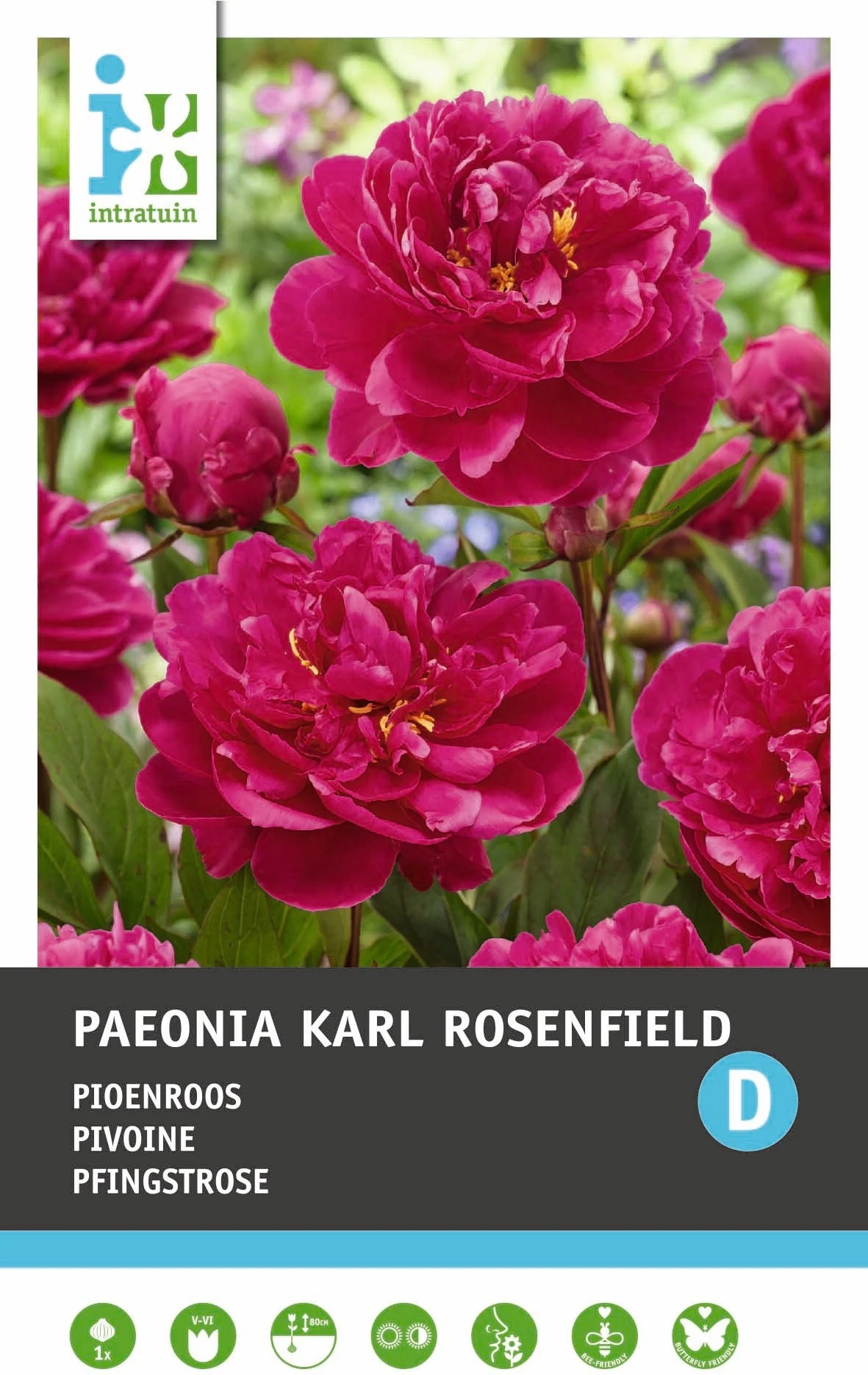Intratuin Pioenroos Knol (Paeonia 'Karl Rosenfeld') 1 Intratuin Pioenroos Knol (Paeonia 'Karl Rosenfeld')