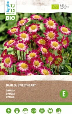 Intratuin Biologische Dahlia Topmix Knol (Dahlia 'Sweetheart')