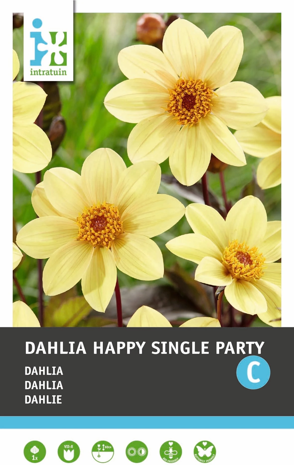 Intratuin Dahlia Enkelbloemige Knol (Dahlia 'Happy Single Party') 1 Intratuin Dahlia Enkelbloemige Knol (Dahlia 'Happy Single Party')