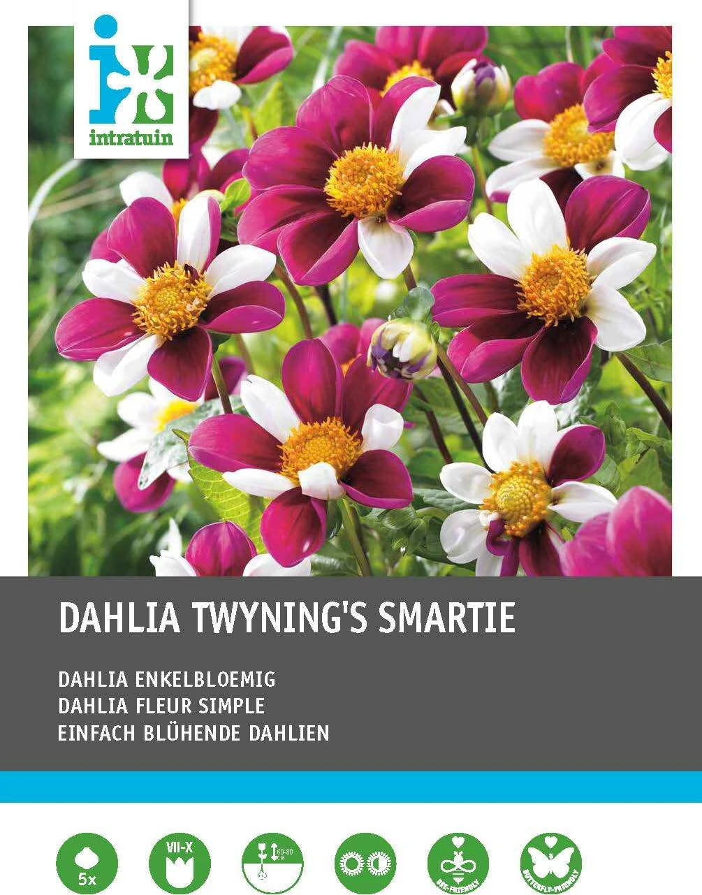 Intratuin Dahlia Enkelbloemig Knol (Dahlia 'Twyning's Smartie') 5 Stuks 1 Intratuin Dahlia Enkelbloemig Knol (Dahlia 'Twyning's Smartie') 5 Stuks