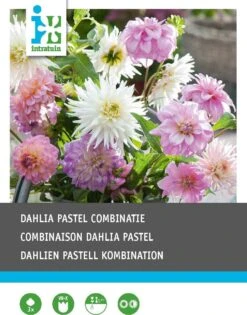 Intratuin Dahlia Knol (Dahlia 'Pastel') Gemengd 3 Stuks