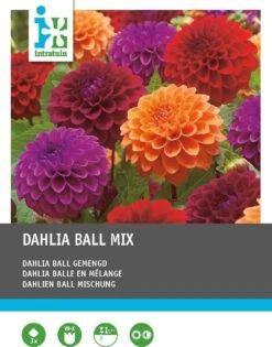 Intratuin Dahlia Bolbloeiende Knol (Dahlia) 3 Stuks