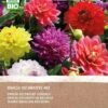 Intratuin Biologische Dahlia Knol (Dahlia) Gemengd 4 Stuks