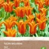 Intratuin Biologische Bloembollen Tulp (Tulipa 'Ballerina') 6 Stuks