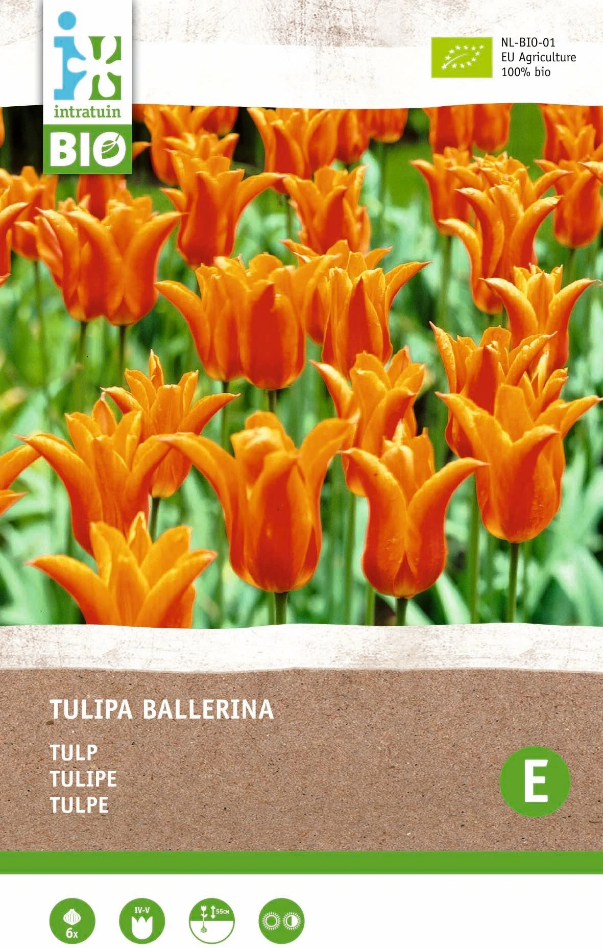 Intratuin Biologische Bloembollen Tulp (Tulipa 'Ballerina') 6 Stuks 1 Intratuin Biologische Bloembollen Tulp (Tulipa 'Ballerina') 6 Stuks