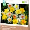 Intratuin Biologische Bloembollen Narcis (Narcissus Grandiflora) Gemengd 15 Stuks