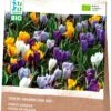 Intratuin Biologische Bloembollen Krokus (Crocus Grandiflora) Gemengd 25 Stuks