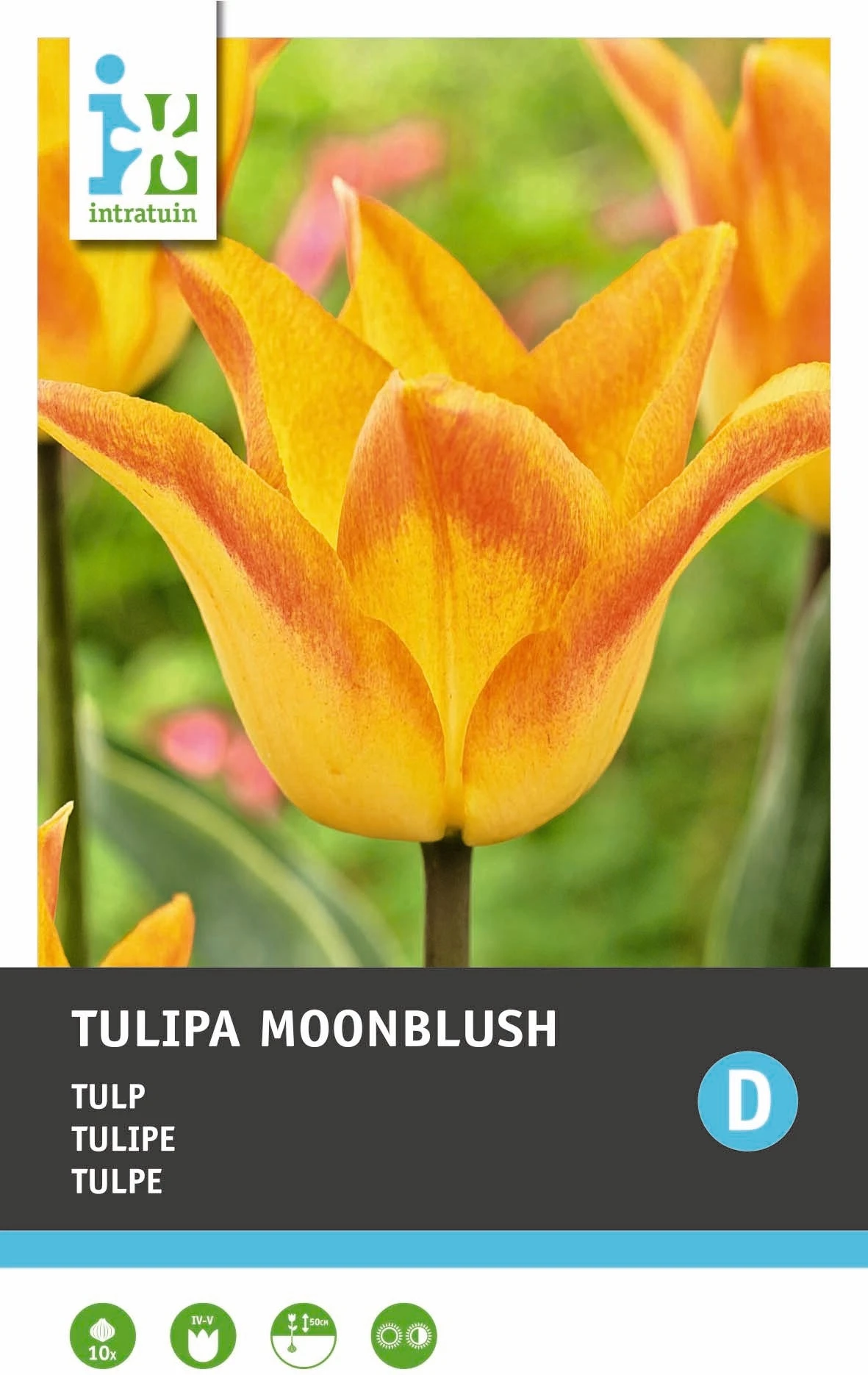 Intratuin Bloembollen Tulp (Tulipa 'Moonblush') 10 Stuks 1 Intratuin Bloembollen Tulp (Tulipa 'Moonblush') 10 Stuks