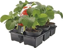 Biologische Aardbei (Fragaria) Six-pack D 9 H 10 Cm