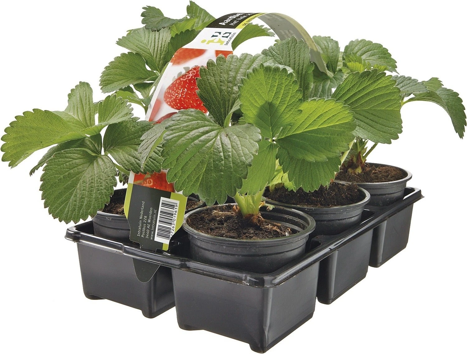 Biologische Aardbei (Fragaria) Six-pack D 9 H 10 Cm 1 Biologische Aardbei (Fragaria) Six-pack D 9 H 10 Cm