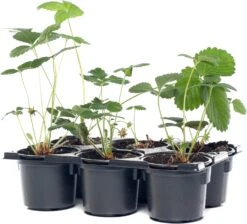 Biologische Aardbei (Fragaria 'Honeyo') D 9 H 12 Cm