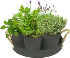 Baltus Kruidenzaad Pakket Met 7 Kruiden