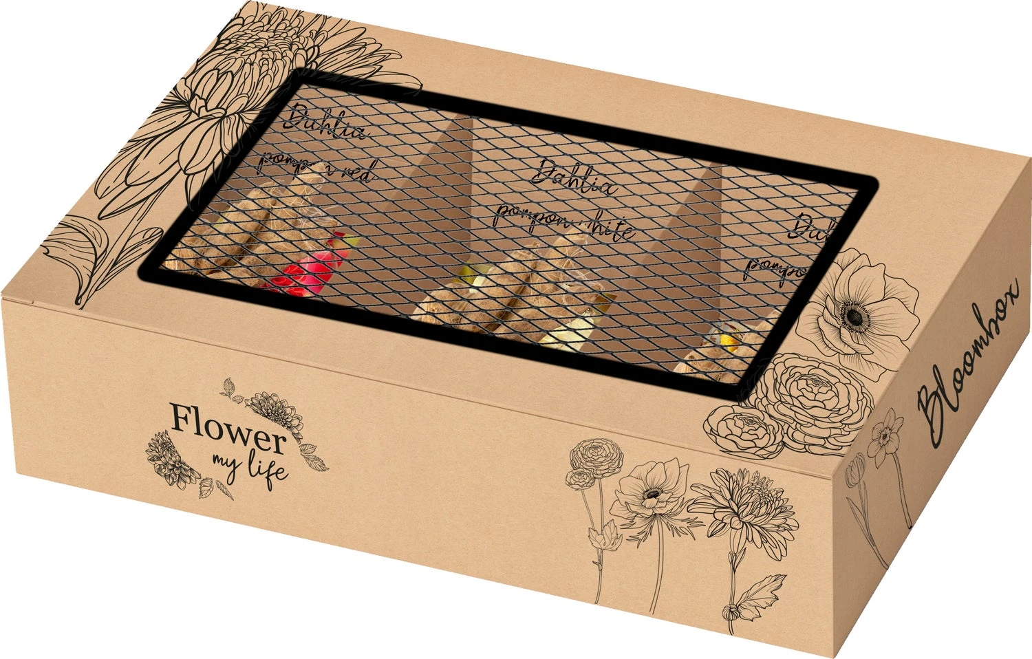 Baltus Bloombox Flower My Life Dalhia Knol (Dahlia Pompon) 3 Stuks 1 Baltus Bloombox Flower My Life Dalhia Knol (Dahlia Pompon) 3 Stuks