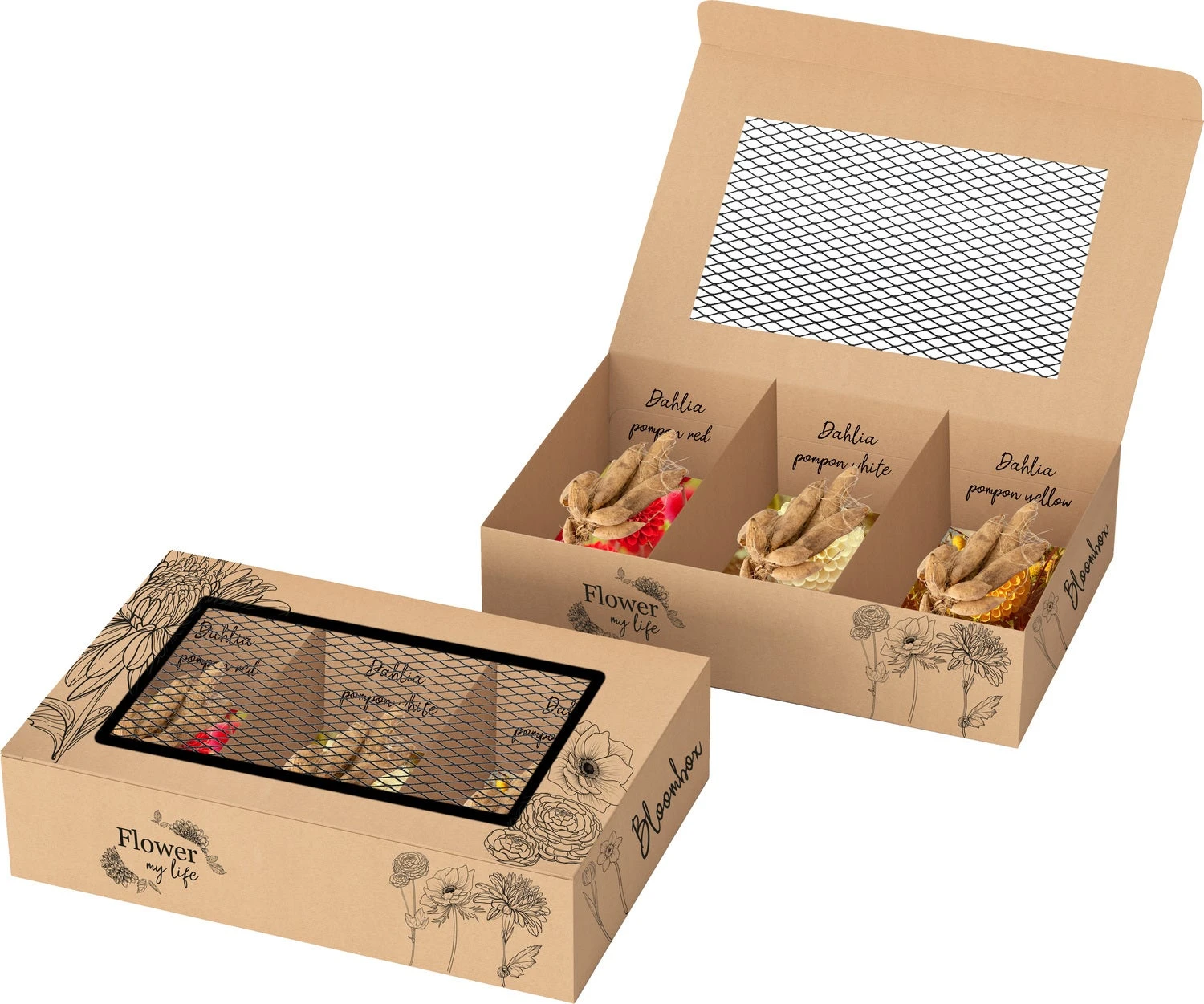 Baltus Bloombox Flower My Life Dalhia Knol (Dahlia Pompon) 3 Stuks 2 Baltus Bloombox Flower My Life Dalhia Knol (Dahlia Pompon) 3 Stuks - Afbeelding 2