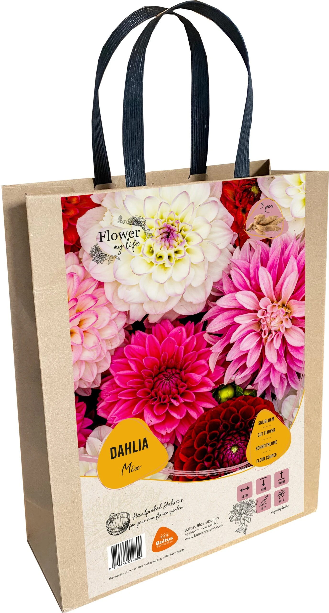 Baltus Cadeautas Flower My Life Dalhia Knol (Dahlia Specials) 3 Stuks 1 Baltus Cadeautas Flower My Life Dalhia Knol (Dahlia Specials) 3 Stuks