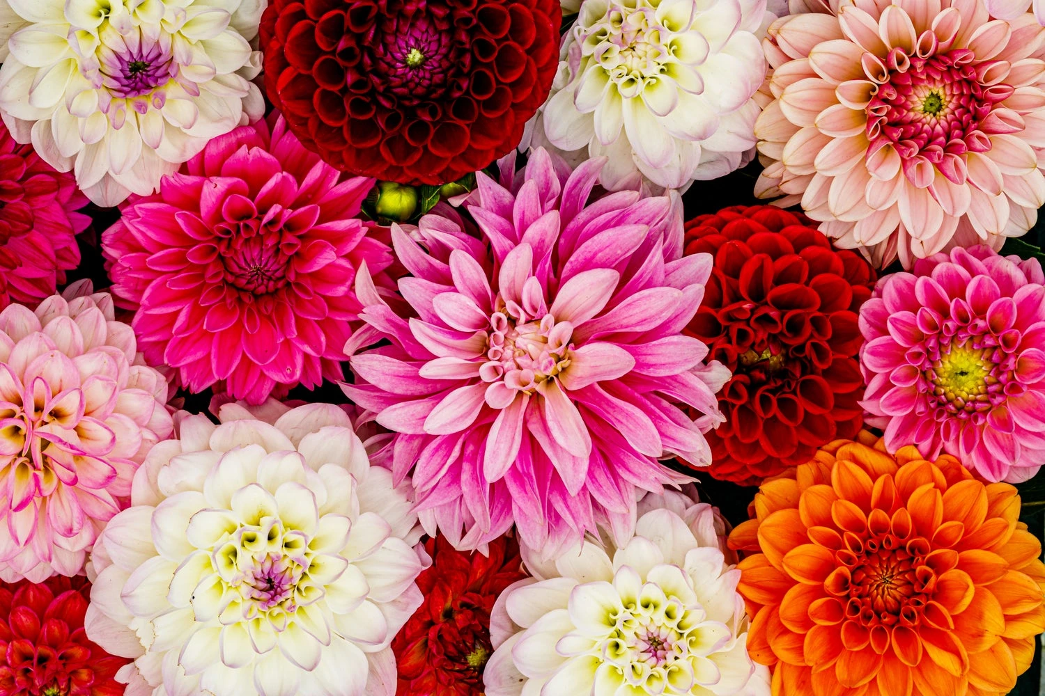 Baltus Cadeautas Flower My Life Dalhia Knol (Dahlia Specials) 3 Stuks 2 Baltus Cadeautas Flower My Life Dalhia Knol (Dahlia Specials) 3 Stuks - Afbeelding 2