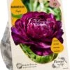 Baltus Flower My Life Ranonkel Knol (Ranunculus) Paars 15 Stuks