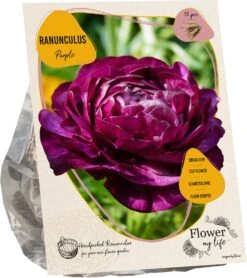 Baltus Flower My Life Ranonkel Knol (Ranunculus) Paars 15 Stuks