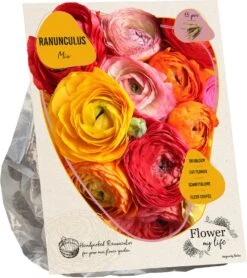 Baltus Flower My Life Ranonkel Knol (Ranunculus) Gemengd 15 Stuks