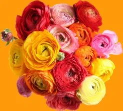 Baltus Flower My Life Ranonkel Knol (Ranunculus) Gemengd 15 Stuks -Mooi Moestuin 8719664012848 3