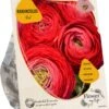 Baltus Flower My Life Ranonkel Knol (Ranunculus) Rood 15 Stuks