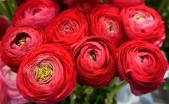 Baltus Flower My Life Ranonkel Knol (Ranunculus) Rood 15 Stuks -Mooi Moestuin 8719664012855 3
