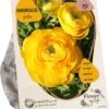 Baltus Flower My Life Ranonkel Knol (Ranunculus) Geel 15 Stuks