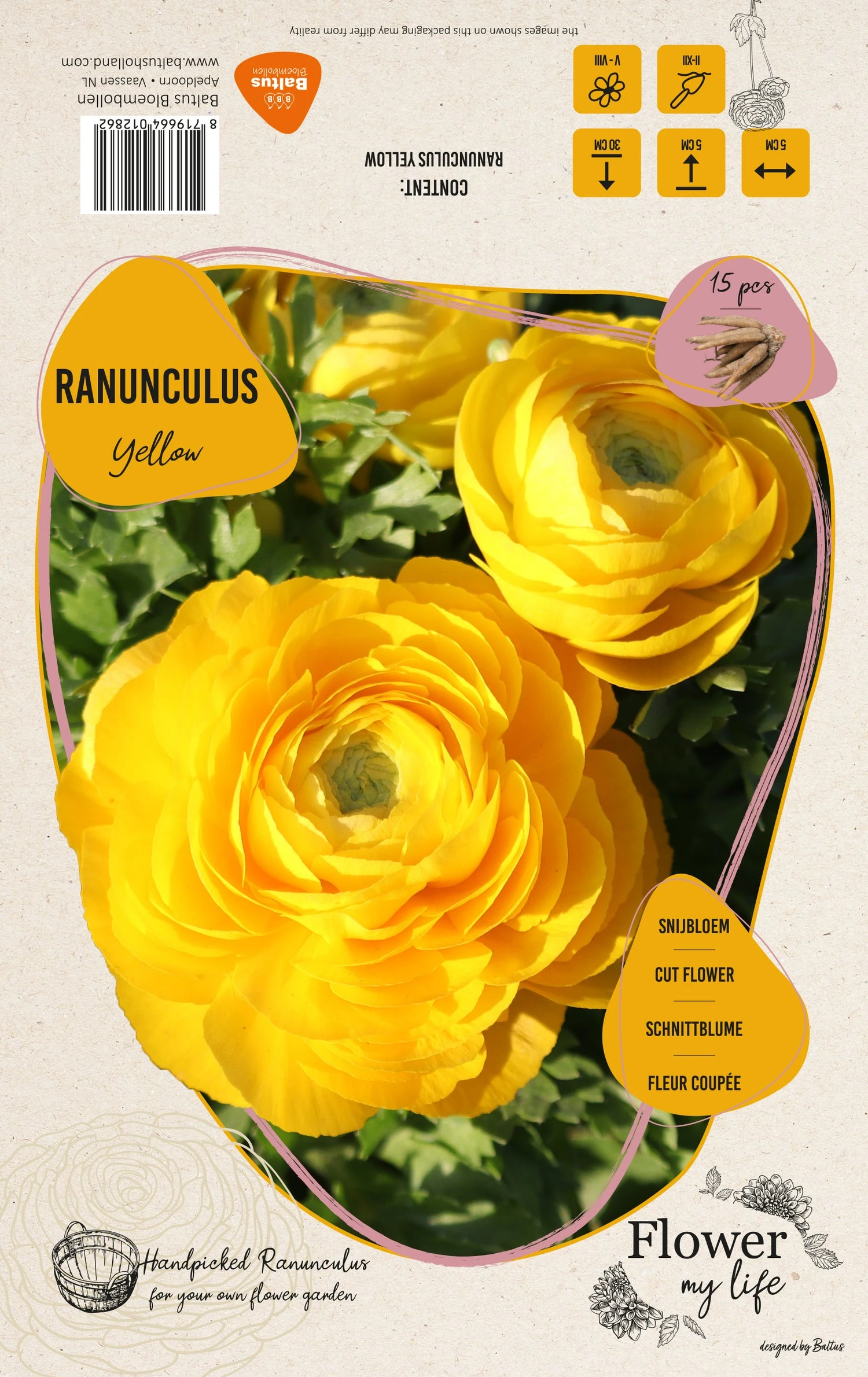 Baltus Flower My Life Ranonkel Knol (Ranunculus) Geel 15 Stuks 2 Baltus Flower My Life Ranonkel Knol (Ranunculus) Geel 15 Stuks - Afbeelding 2