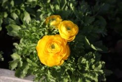 Baltus Flower My Life Ranonkel Knol (Ranunculus) Geel 15 Stuks 5 Baltus Flower My Life Ranonkel Knol (Ranunculus) Geel 15 Stuks -Mooi Moestuin 8719664012862 3