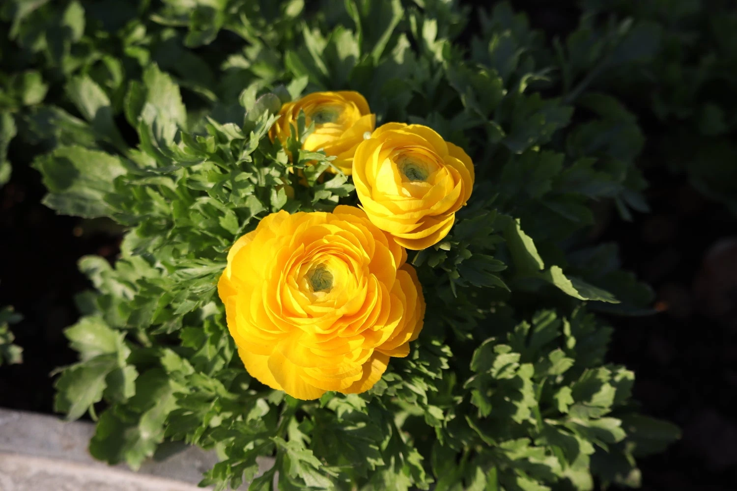 Baltus Flower My Life Ranonkel Knol (Ranunculus) Geel 15 Stuks 3 Baltus Flower My Life Ranonkel Knol (Ranunculus) Geel 15 Stuks - Afbeelding 3