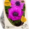 Baltus Flower My Life Anemoon Knol (Anemone) Roze 30 Stuks