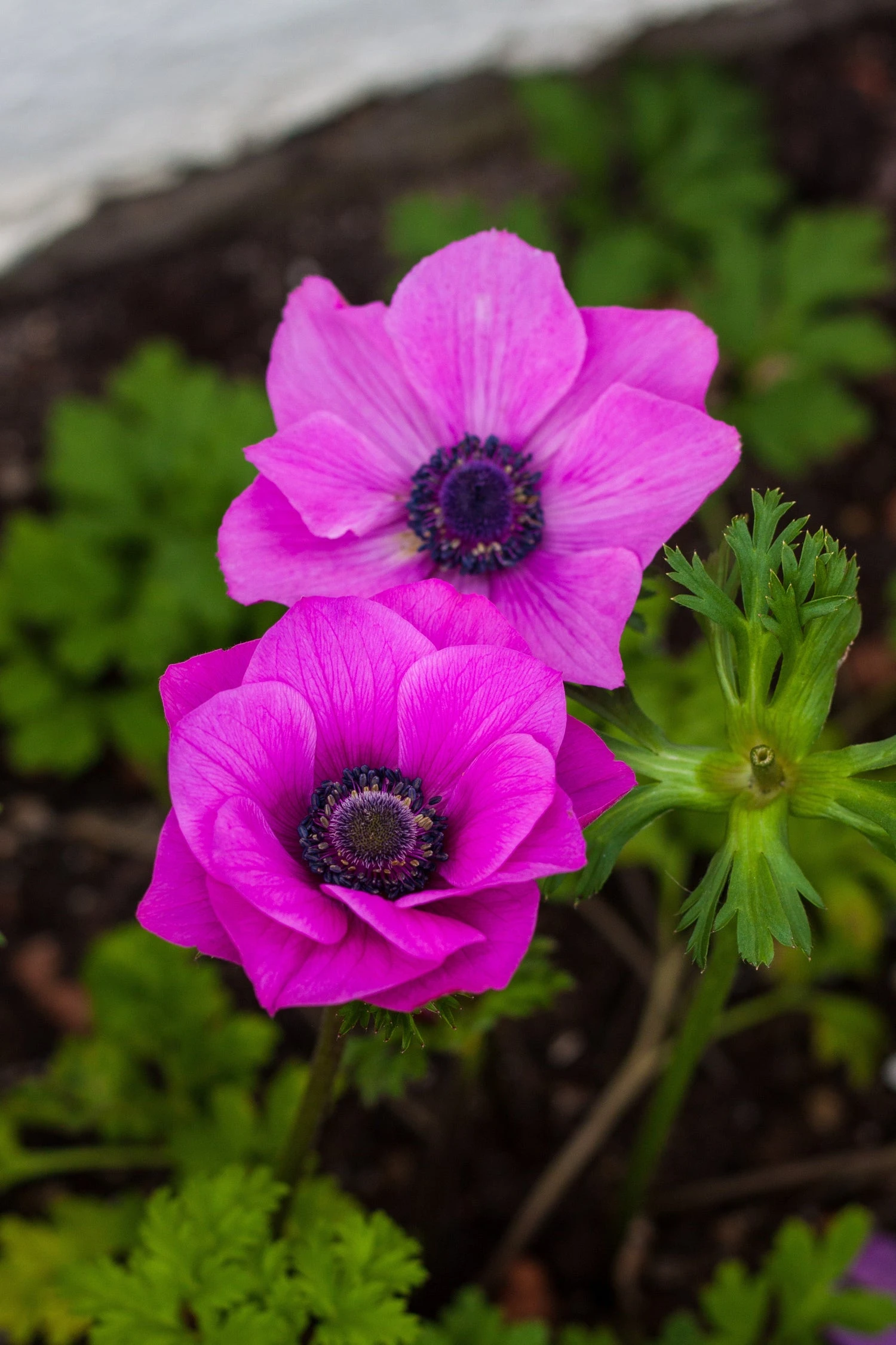 Baltus Flower My Life Anemoon Knol (Anemone) Roze 30 Stuks 3 Baltus Flower My Life Anemoon Knol (Anemone) Roze 30 Stuks - Afbeelding 3